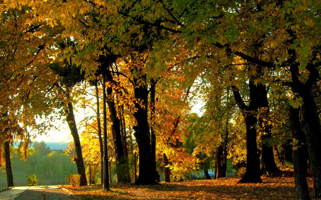 Parcul Regele Mihai I